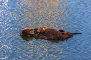 Sea Otter Mother and Baby-5910.jpg